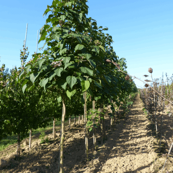 CLERODENDRUM trichotomum – Image 5