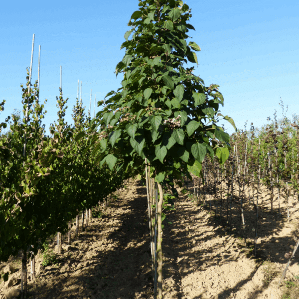 CLERODENDRUM trichotomum – Image 10