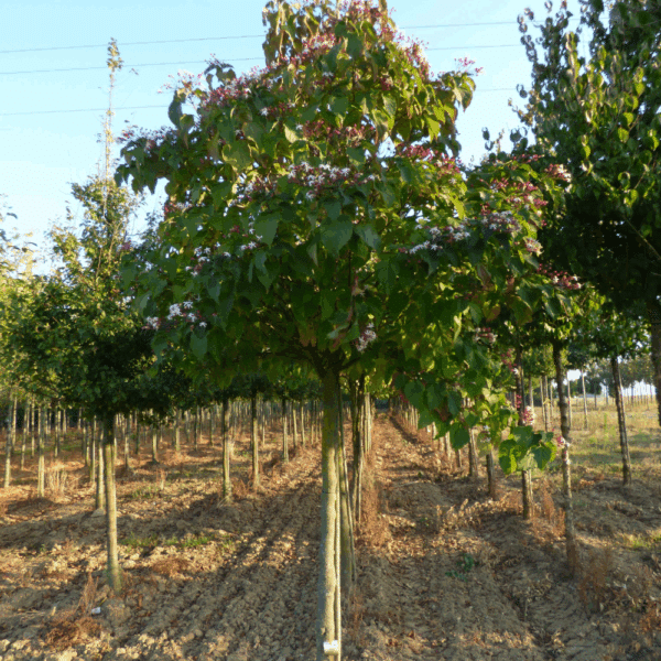 CLERODENDRUM trichotomum – Image 7