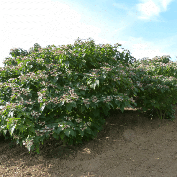CLERODENDRUM trichotomum – Image 9