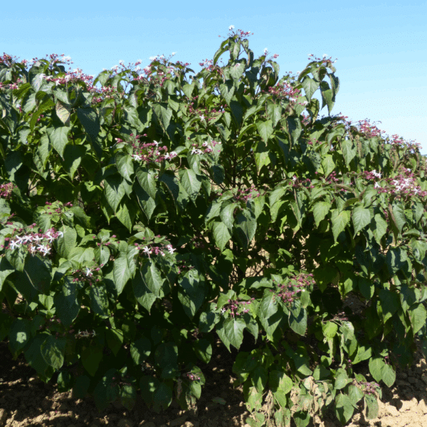 CLERODENDRUM trichotomum – Image 6