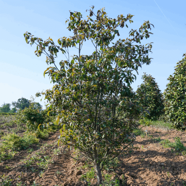 CORNUS controversa – Image 2