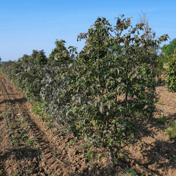 CORNUS controversa – Image 3