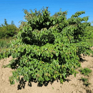 CORNUS controversa