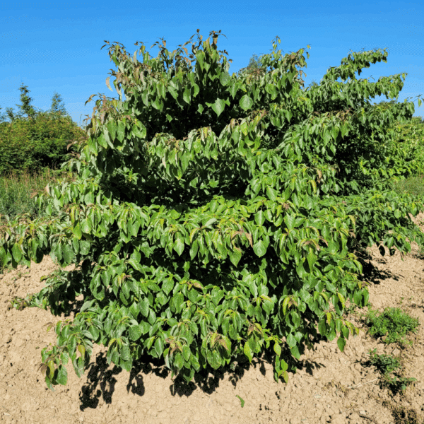 CORNUS controversa