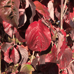 CORNUS florida
