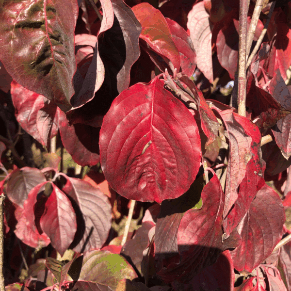 CORNUS florida