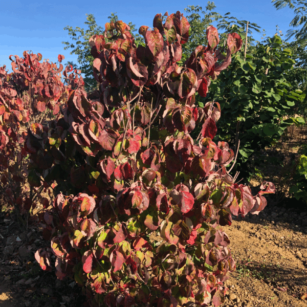 CORNUS florida – Image 2