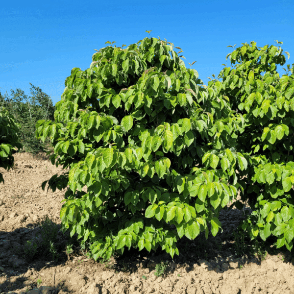 CORNUS florida – Image 5