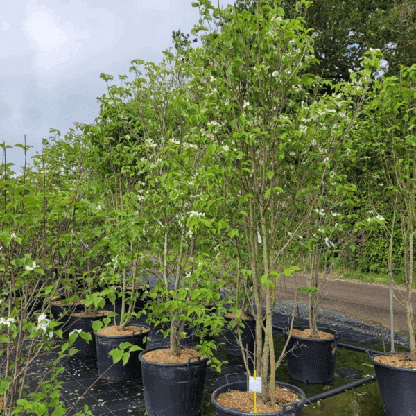 CORNUS florida – Image 6
