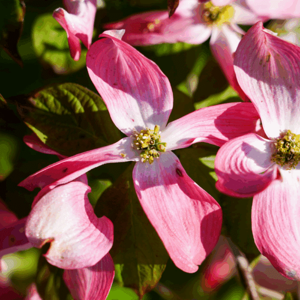 CORNUS florida 'subsp. florida' – Image 6