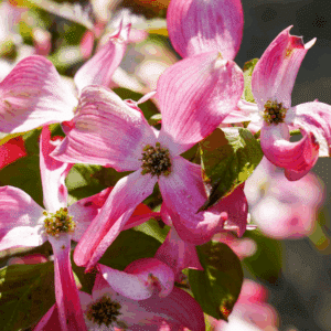 CORNUS florida 'subsp. florida'