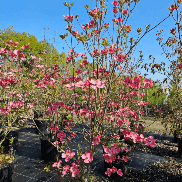 CORNUS florida 'subsp. florida' – Image 7