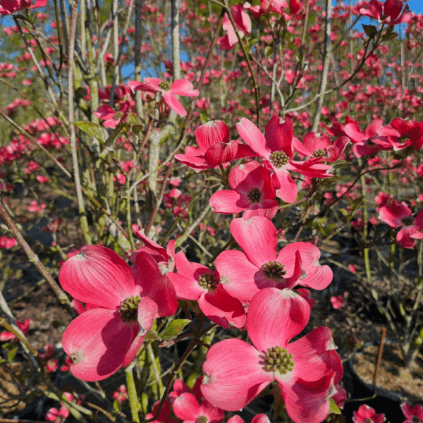 CORNUS florida 'subsp. florida' – Image 3