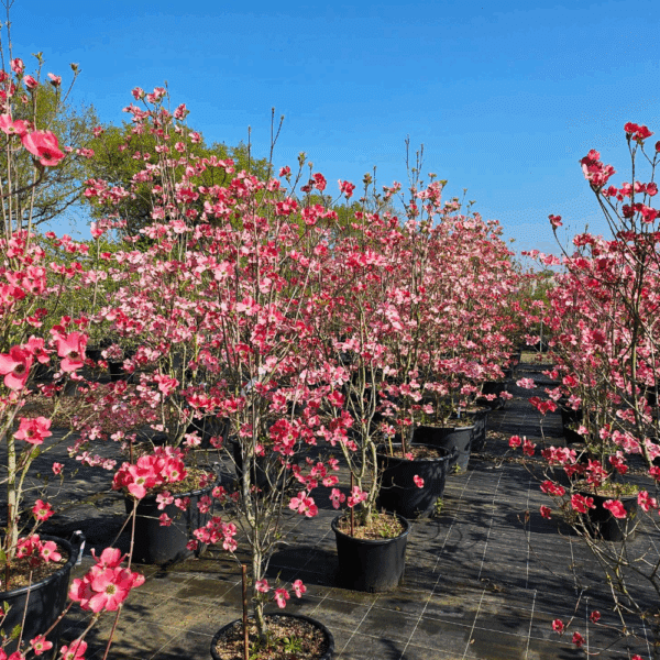 CORNUS florida 'subsp. florida' – Image 2