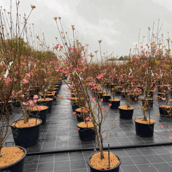 CORNUS florida 'subsp. florida' – Image 5