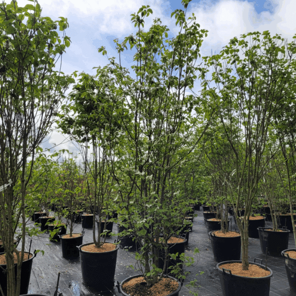 CORNUS florida 'subsp. florida' – Image 4