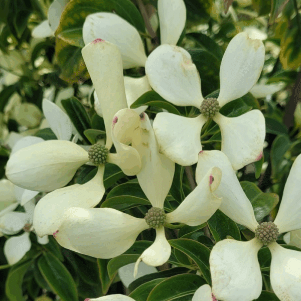 CORNUS hongkongensis – Image 3