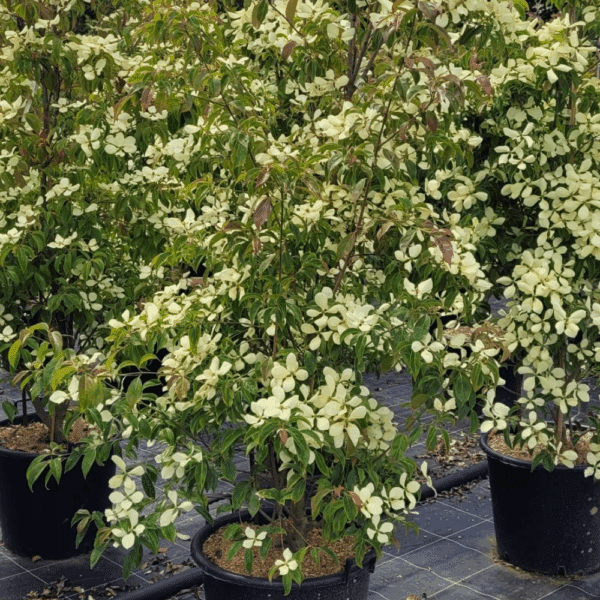 CORNUS hongkongensis – Image 4