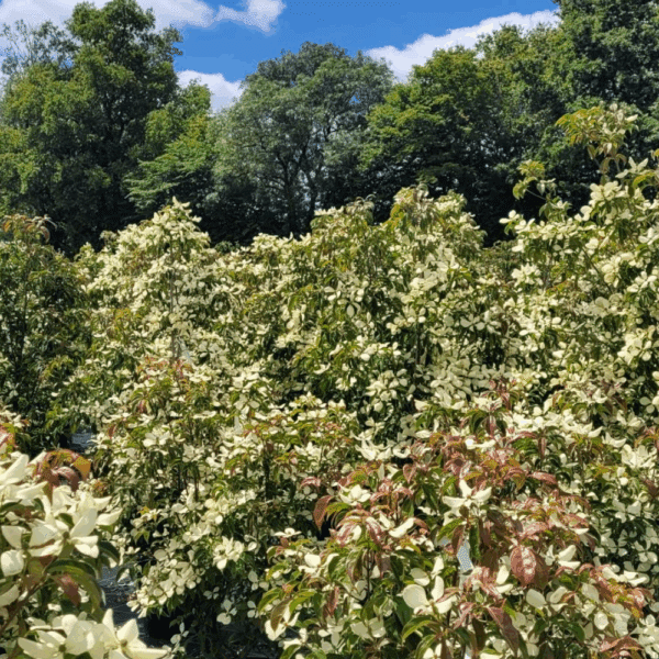 CORNUS hongkongensis – Image 6