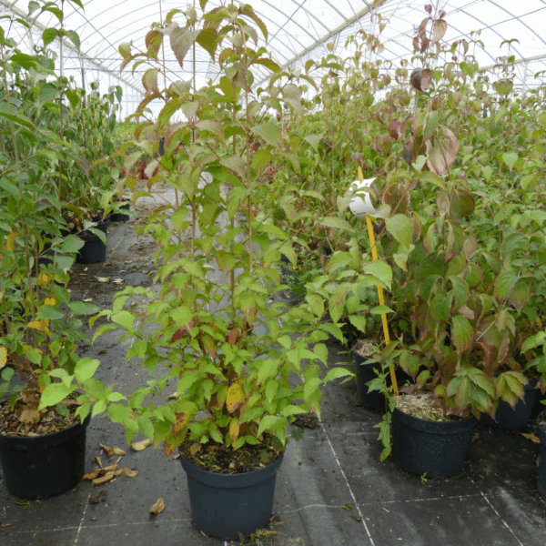 CORNUS kousa – Image 2