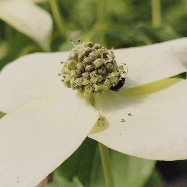 CORNUS kousa – Image 3
