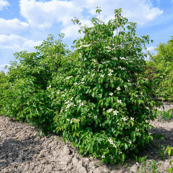 CORNUS kousa 'Chinensis' – Image 3