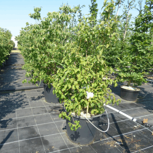 CORNUS kousa 'Chinensis' – Image 4