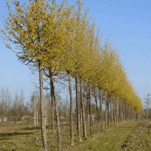 CORNUS mas