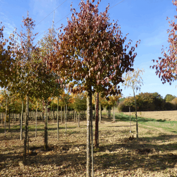CORNUS mas – Image 4