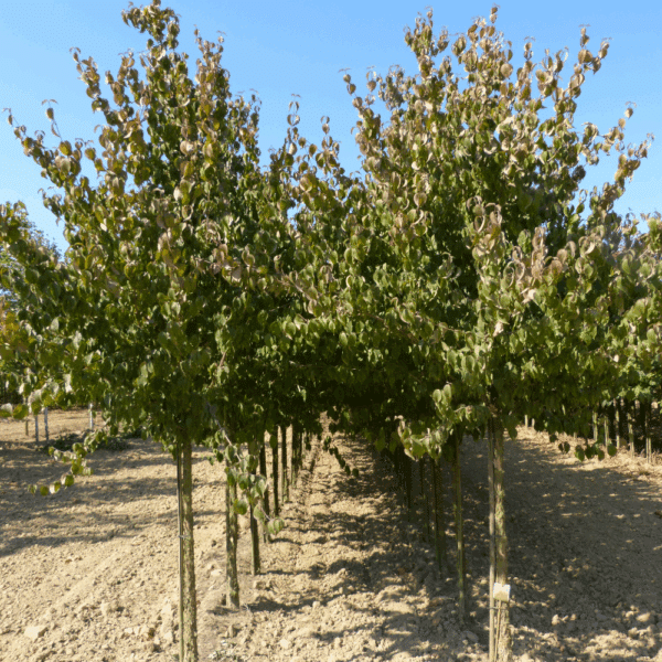 CORNUS mas – Image 3