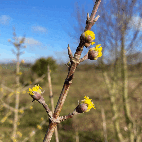 CORNUS mas – Image 2