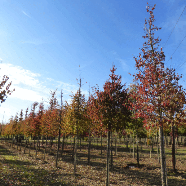 CORNUS mas – Image 6
