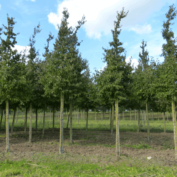 CORNUS mas – Image 10