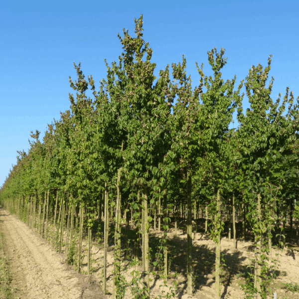 CORNUS mas – Image 9