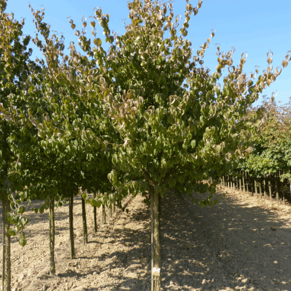 CORNUS mas – Image 7