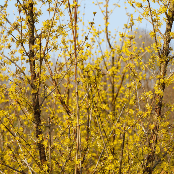 CORNUS officinalis – Image 6