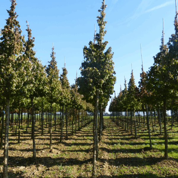 CORNUS officinalis – Image 5