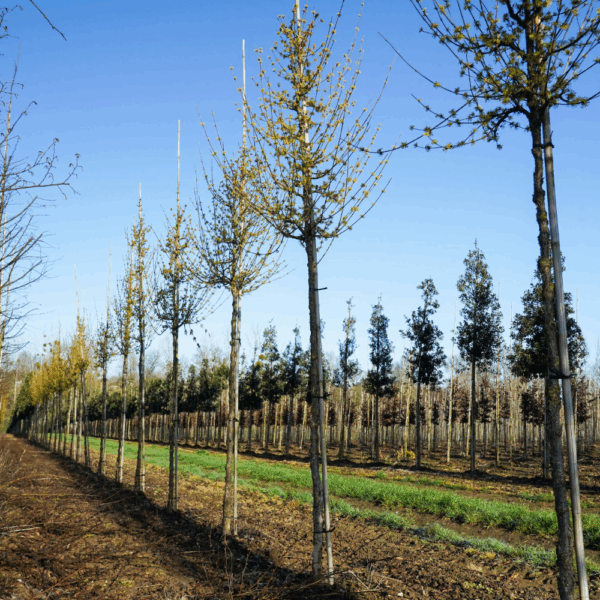 CORNUS officinalis – Image 4