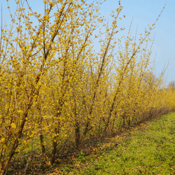 CORNUS officinalis – Image 2