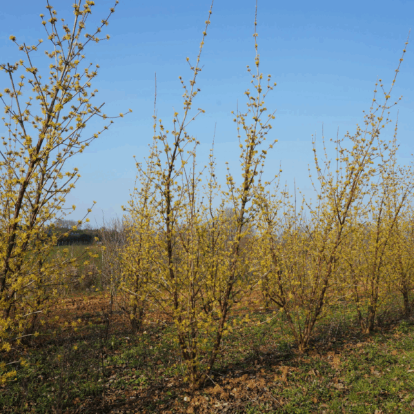 CORNUS officinalis – Image 11
