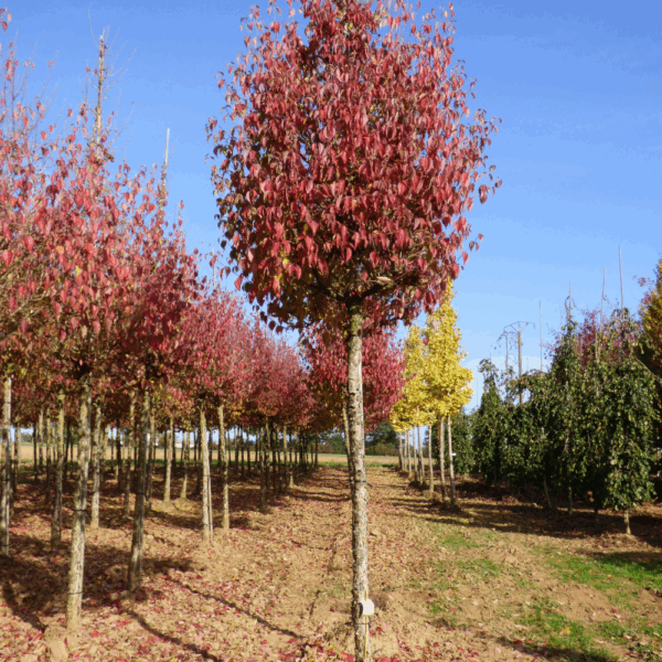 CORNUS officinalis – Image 10