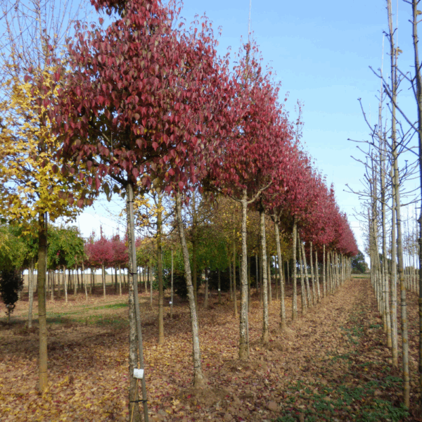 CORNUS officinalis – Image 8