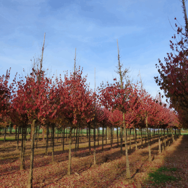 CORNUS officinalis – Image 3
