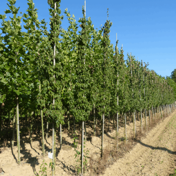 CORNUS officinalis – Image 9
