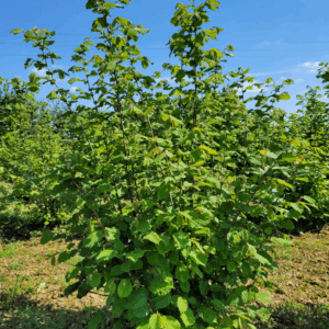 CORYLUS avellana