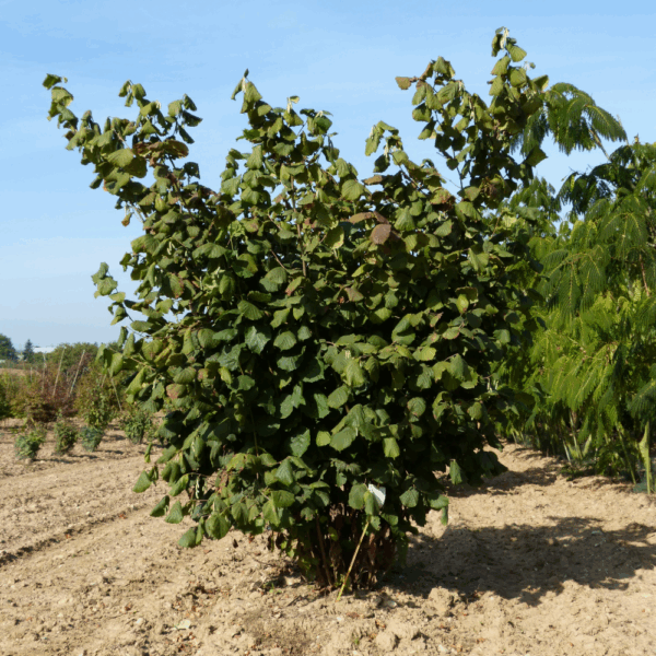 CORYLUS avellana – Image 2