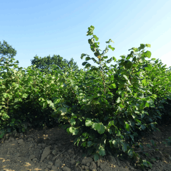 CORYLUS avellana – Image 4