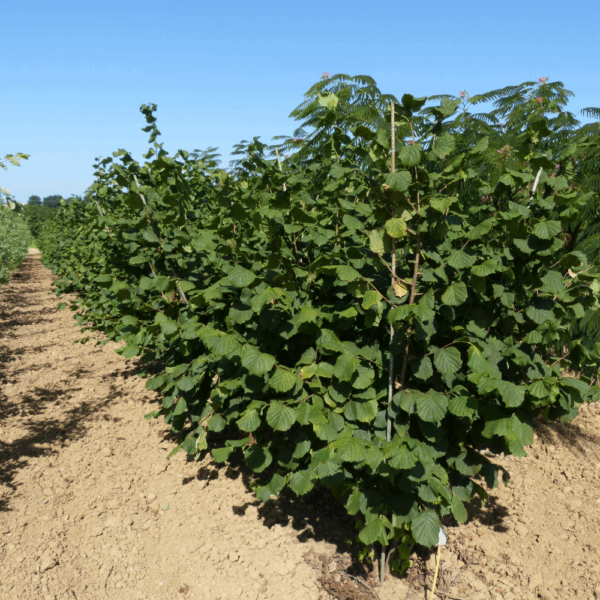 CORYLUS avellana – Image 3