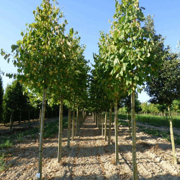 CORYLUS colurna – Image 2